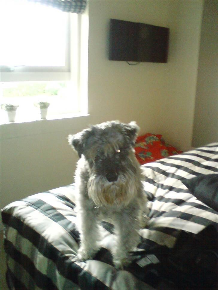 Dvaergschnauzer Fesser billede 5