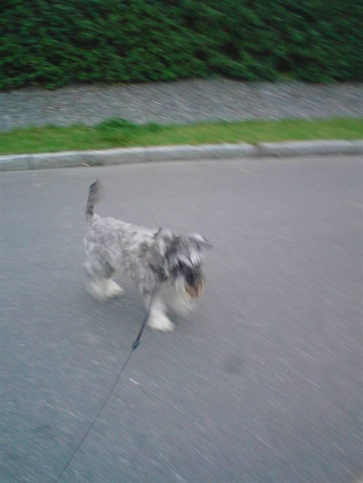 Dvaergschnauzer Fesser billede 6