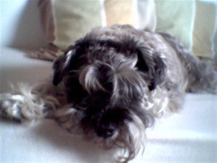 Dvaergschnauzer Fesser billede 7