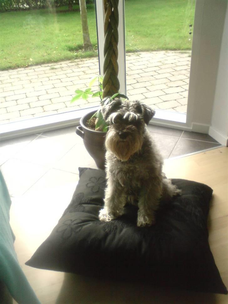 Dvaergschnauzer Fesser billede 8