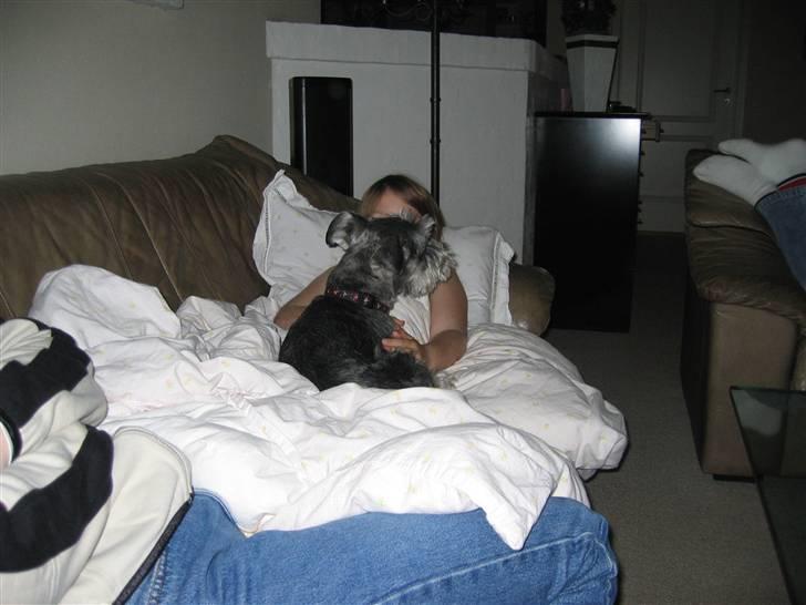 Dvaergschnauzer Fesser - Mig som lille hos karoline xD billede 9