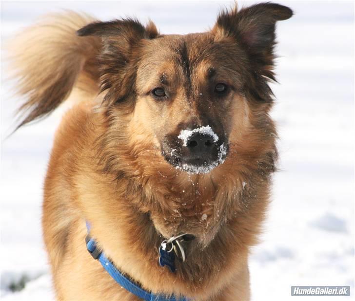 Blanding af racer Noah - Noah i Sneen 2008  billede 20