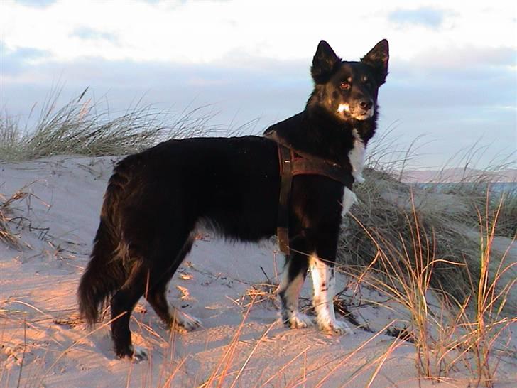 Finsk hyrdehund Petra - Petra på Hornbæk Strand 3 år billede 1
