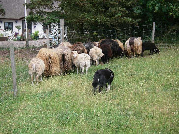 Finsk hyrdehund Petra - Petra hyrder får  billede 2