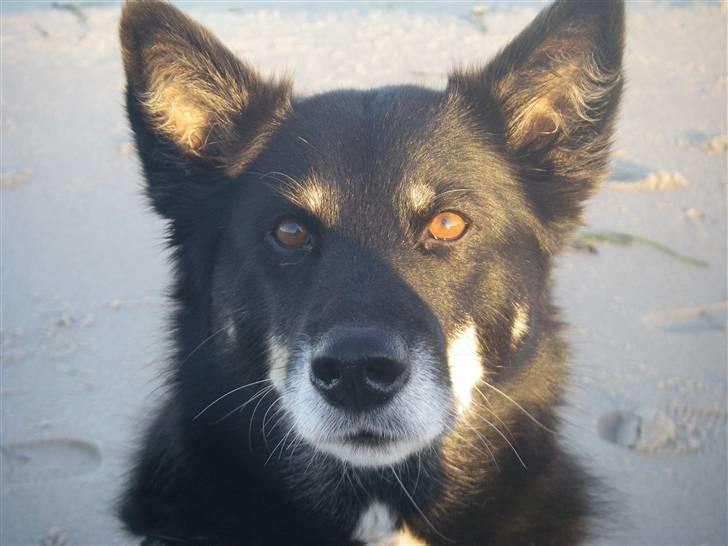 Finsk hyrdehund Petra - Klar til træning billede 3