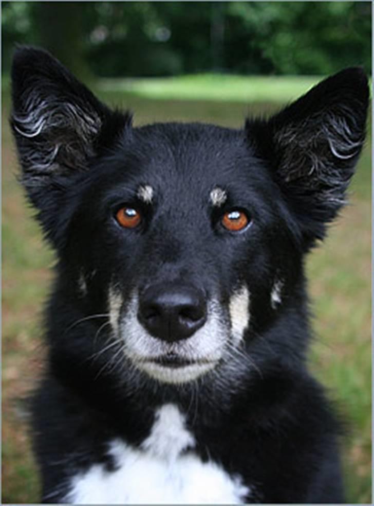 Finsk hyrdehund Petra - Hvor er den godbid? billede 4