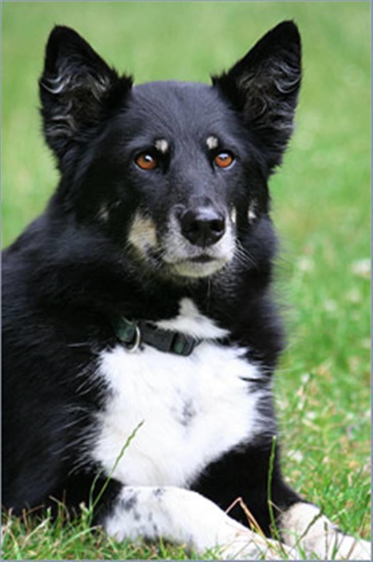 Finsk hyrdehund Petra - Okay så er jeg rolig lidt endnu! billede 5