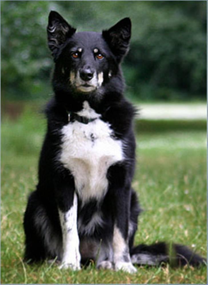 Finsk hyrdehund Petra - Nu har jeg siddet stille længe nok! billede 6