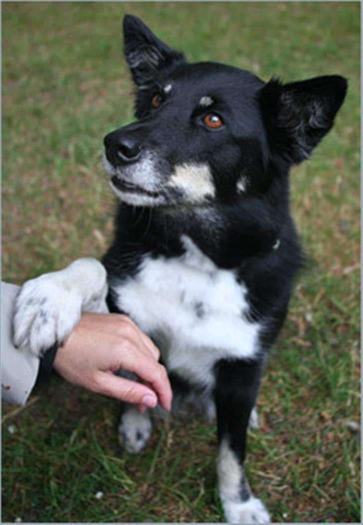 Finsk hyrdehund Petra - Jeg elsker at give pote - her Low five billede 7