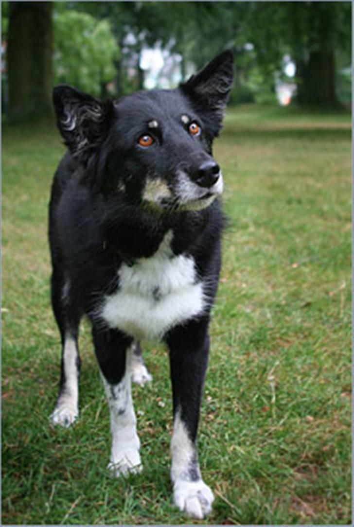 Finsk hyrdehund Petra - Må jeg sige PIP nu? billede 8