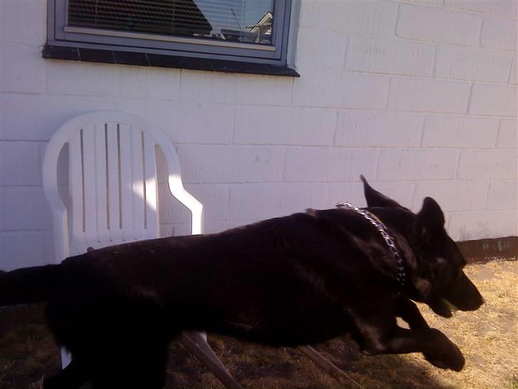 Labrador retriever Tayson billede 13