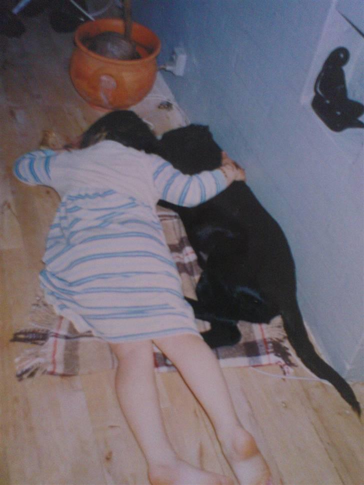 Labrador retriever Tayson - Mig og tayson ligger og pútter lidt<3er vi ikke søde? billede 14