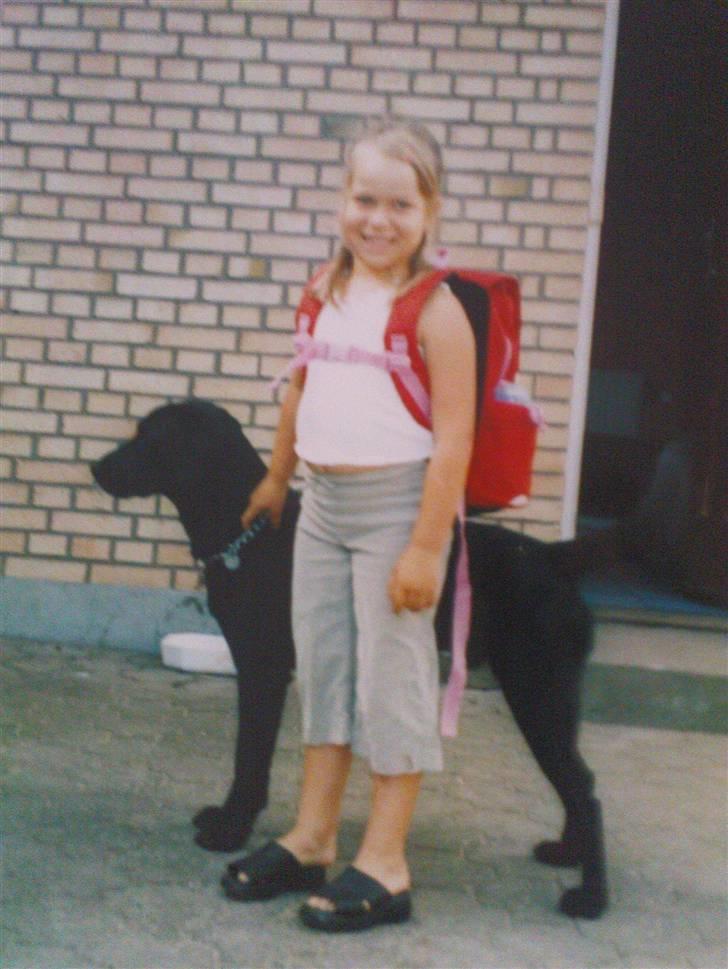 Labrador retriever Tayson - min første skole dag<3 billede 15