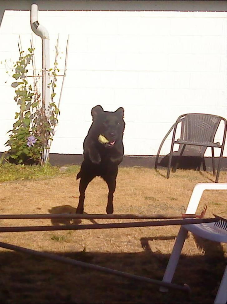 Labrador retriever Tayson -  tayson<3 billede 16