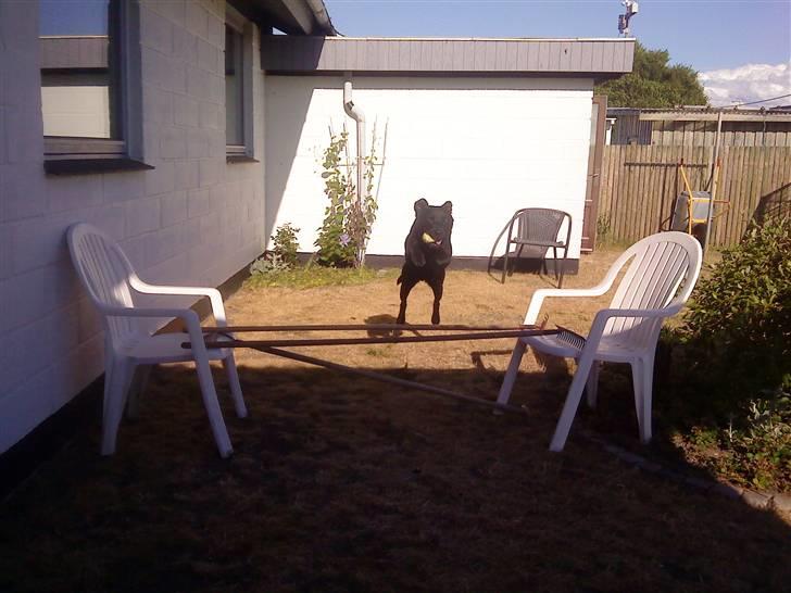 Labrador retriever Tayson - Weeeh:)!<3 billede 17
