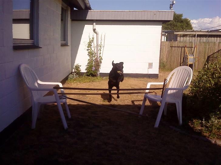 Labrador retriever Tayson - hej hej<3 billede 18