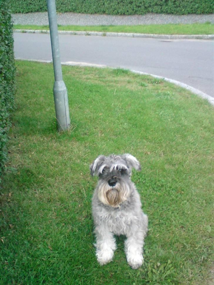 Dvaergschnauzer Fesser - Ude at slikke lidt sol :p billede 10