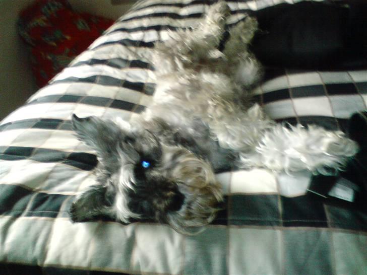 Dvaergschnauzer Fesser - Sove..? billede 11