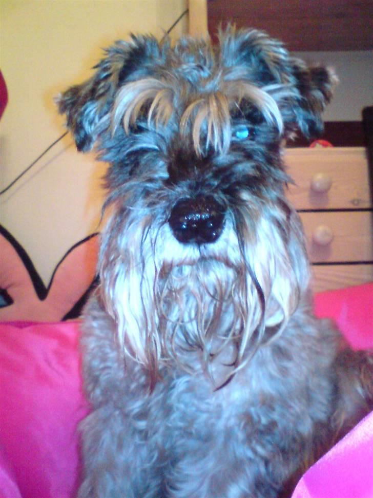 Dvaergschnauzer Fesser - Skal lige fotograferes! billede 12