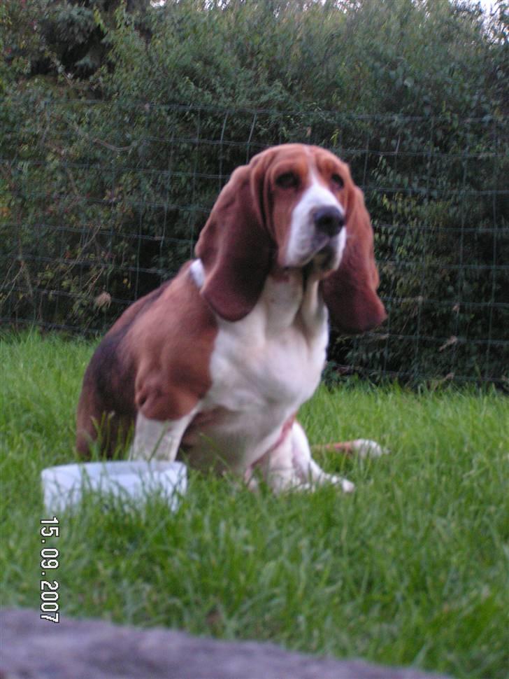 Basset hound columbus - jeg var slet ikke klar til at blive fotograferet -far altså!!! billede 1