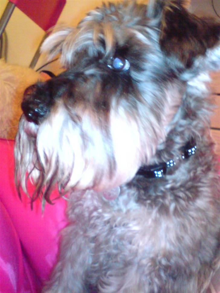 Dvaergschnauzer Fesser - Har du en bobs..  billede 13