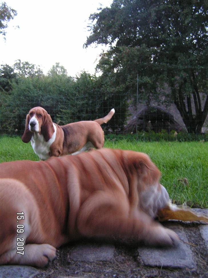 Basset hound columbus - ...hmm ja jeg går lige og hygger lidt! billede 2