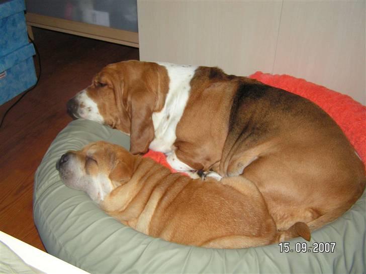 Basset hound columbus - Min nye lillebror Bertil, det kan være svært at holde styr på ham ind imellem, men en lille lur får vi da!   billede 3