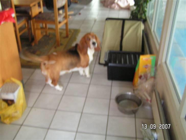 Basset hound columbus - en tur i sommerhus! billede 4