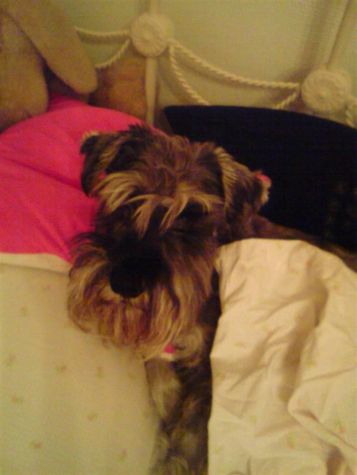 Dvaergschnauzer Fesser - Tid til at sove! billede 15