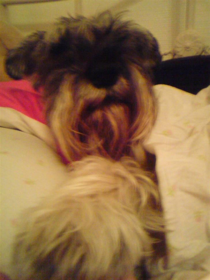 Dvaergschnauzer Fesser - Inden på karolines værelse, og se lidt lækker ud... billede 16