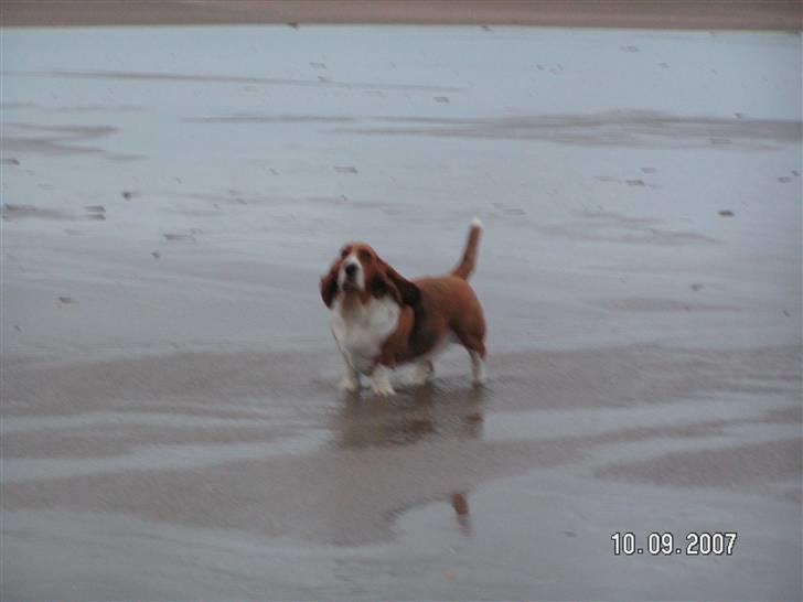 Basset hound columbus - ..ja man er vel vandhund! billede 5