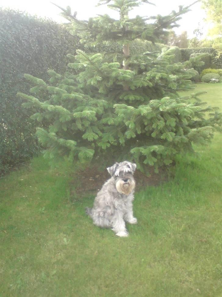 Dvaergschnauzer Fesser - Ejj jeg er nydelig, ude ved træet... :b billede 17