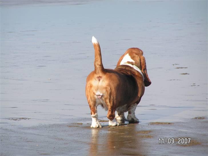 Basset hound columbus - THE END!!!!! billede 6