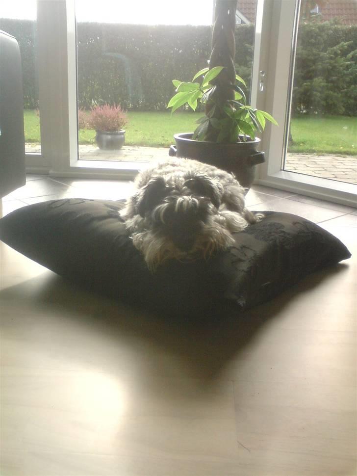 Dvaergschnauzer Fesser - Skal lige ha en, time på øjet haha...  billede 18