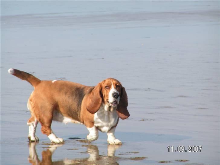 Basset hound columbus - Skønt med et fodbad -hey, hvad med en pedicure senere? billede 7
