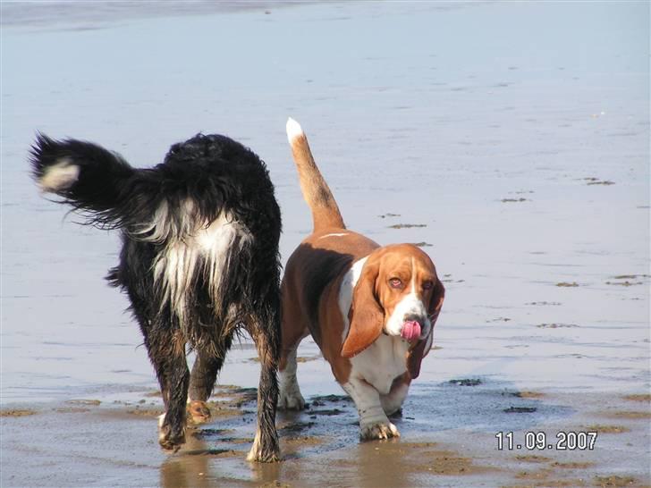 Basset hound columbus - i vandet med en veninde, mæske der gik en dejlig mandehund længere oppe ad stranden, eller også var det frokost jeg havde i tankerne lige det øjeblik!?  billede 8