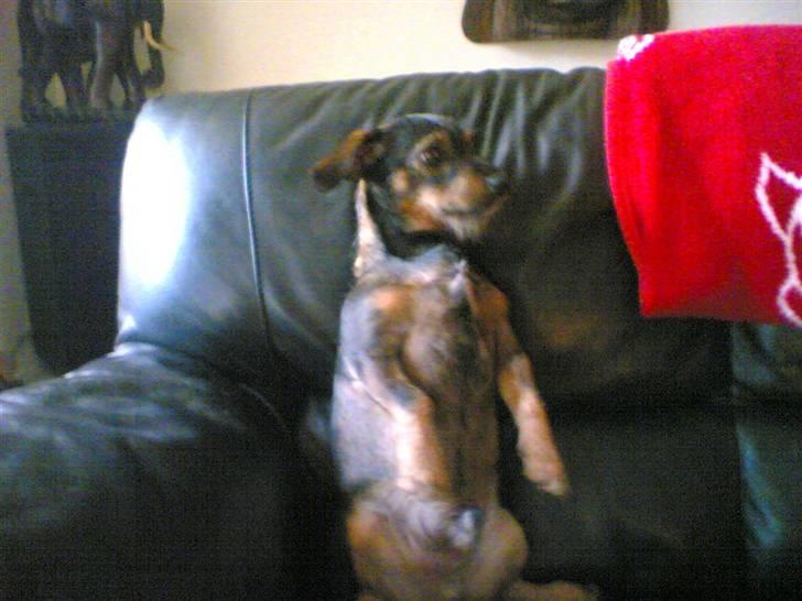 Blanding af racer jensen billede 14