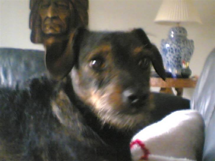 Blanding af racer jensen billede 15