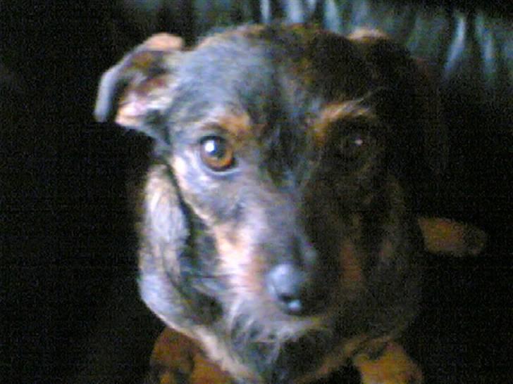 Blanding af racer jensen billede 16