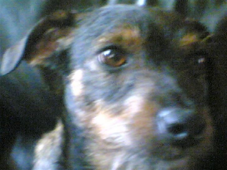 Blanding af racer jensen billede 17