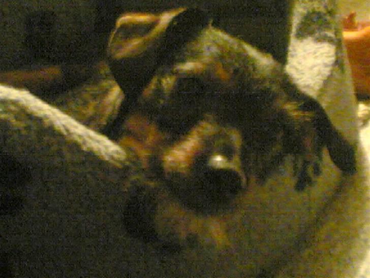 Blanding af racer jensen billede 18