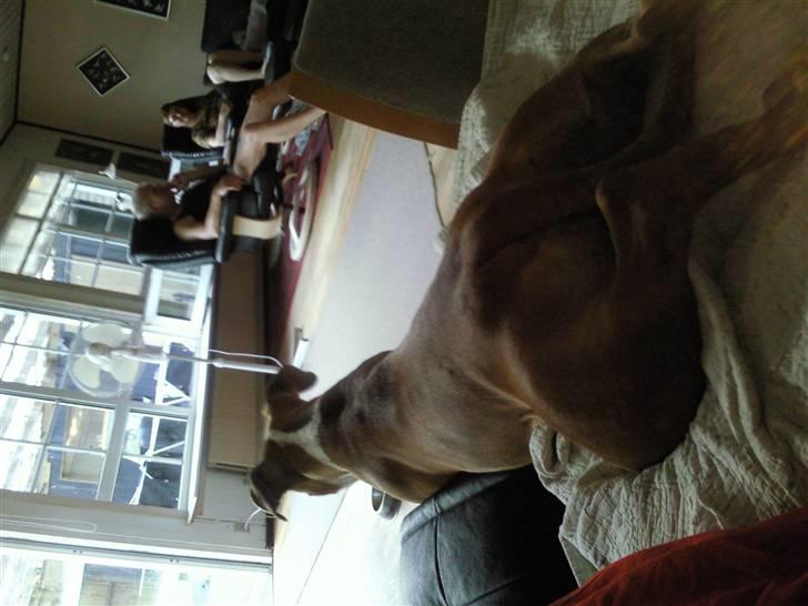 Amerikansk staffordshire terrier zoe - grr farlig lille mig. hehe billede 15