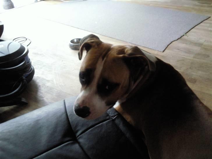 Amerikansk staffordshire terrier zoe - se hvor vi putter billede 16