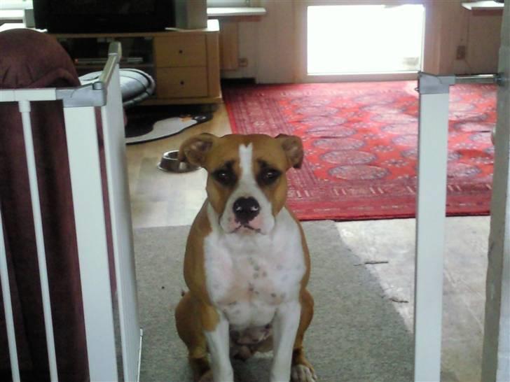 Amerikansk staffordshire terrier zoe billede 17