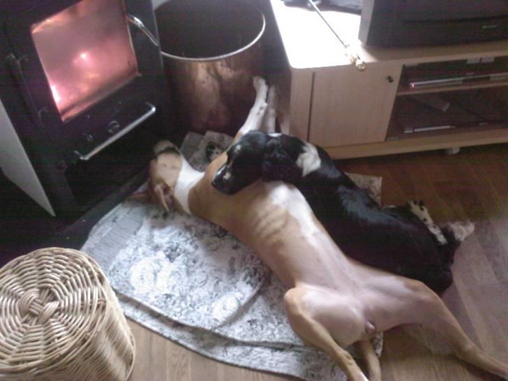 Amerikansk staffordshire terrier zoe billede 18