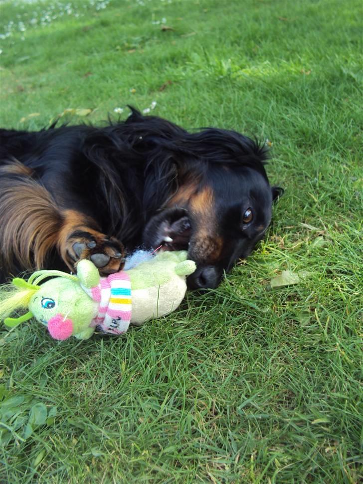 Gravhund Sigurd - Sigurd med han nye larve, som døde få dage efter. Juli 2010 :) billede 12