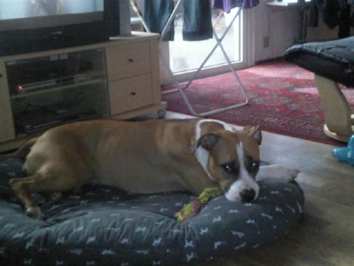 Amerikansk staffordshire terrier zoe - det er så mig med min skat billede 19