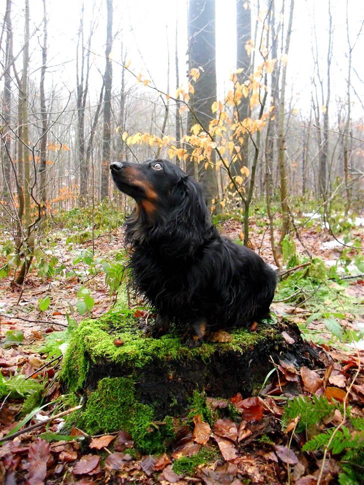Gravhund Sigurd - Skovtrold. Mesterfotograf Ann-Sofie A billede 13