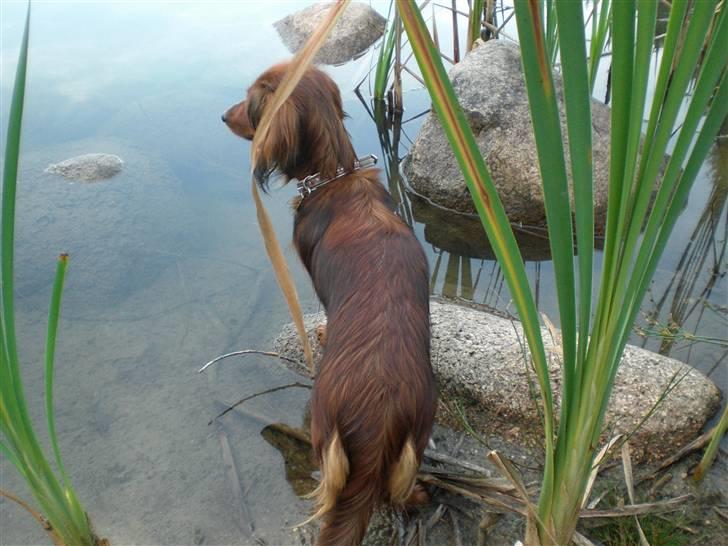 Miniature gravhund Cirkeline  billede 16