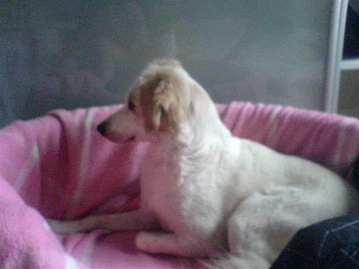 Blanding af racer Honey - nuh billede 17